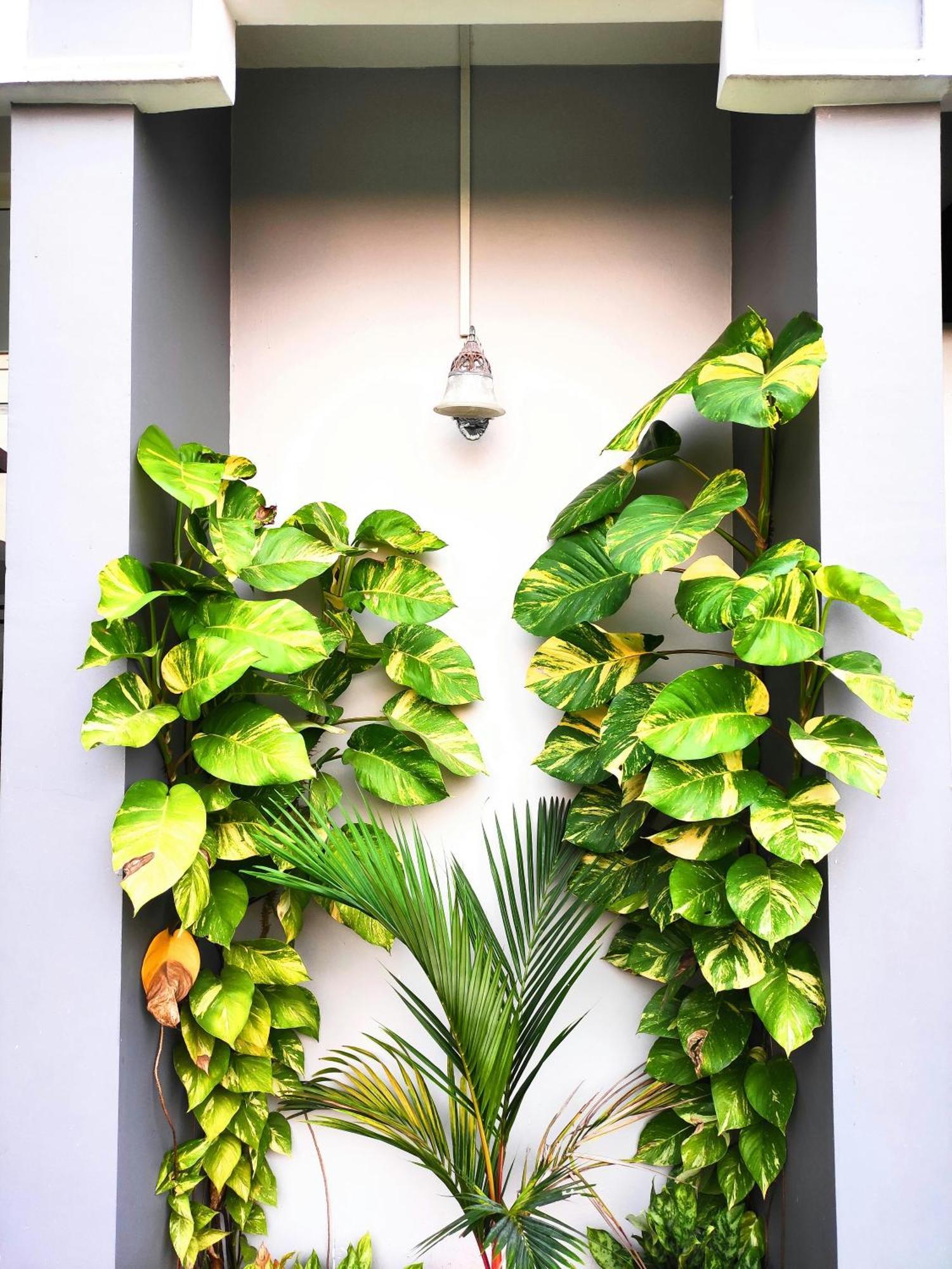 Mango Tree Villa Kochi Esterno foto